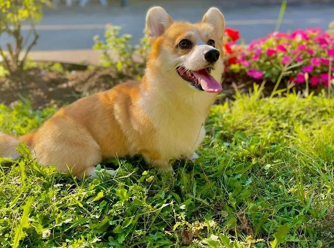 Pop аrt Πριμόρσκο