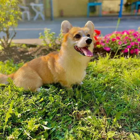 Pop аrt プリモルスコ