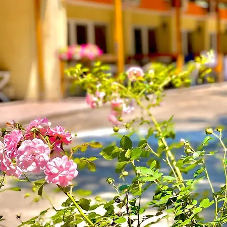 Pop аrt プリモルスコ